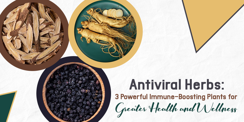 Antiviral Herbs: 3 Powerful Immune-Boosting Plants for Greater Health and Wellness